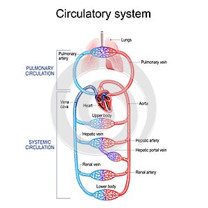 Circulatory system. Human bloodstream. Pulmonary Circulation in lungs, and Systemic Circulation photo