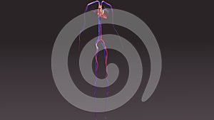 Circulatory System with Intersection Heart