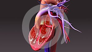 Circulatory System with Intersection Heart