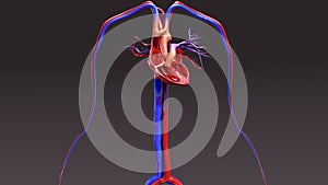 Circulatory System with Intersection Heart