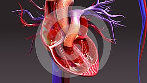 Circulatory System with Intersection Heart