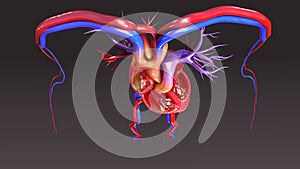 Circulatory System with Intersection Heart