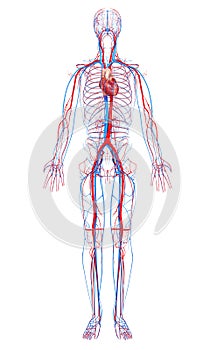 Circulatorio sistema de masculino cuerpo 