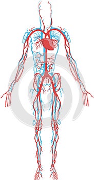 Circulatory system photo