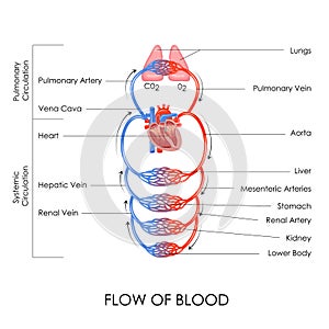 Circulatory System photo