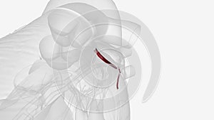 Circumflex branch of left coronary artery