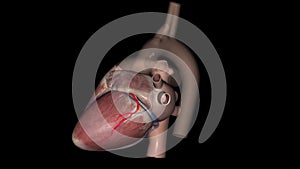 The circumflex branch of left coronary artery is a branch of the left coronary artery