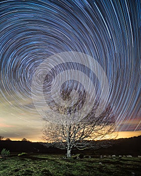 Circumpolar, star trails, over a beech in Entzia