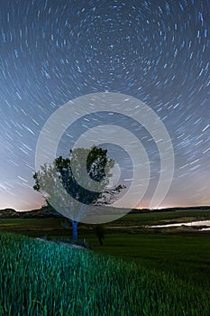 Circumpolar startrails with a tree