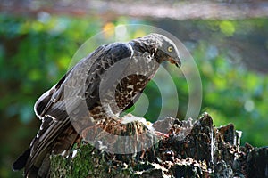 Circus aeruginosus - falcon