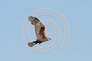 Circus aeruginosus-marsh harrier in flight