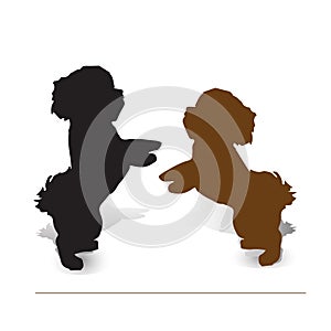 Circus dog. Two puppies poodle on two legs, silhouette on white