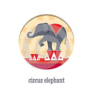 Circus elephant acrobat