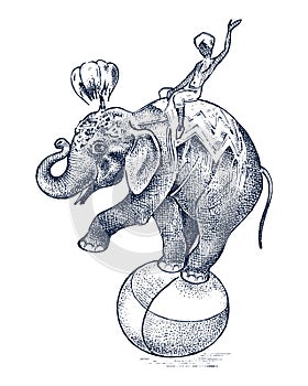 Circus elephant. African Wild animal on the ball. Show at the zoo. Engraved sketch hand drawn in vintage style.