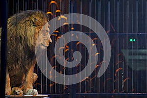 Circus lion portrait in a cage