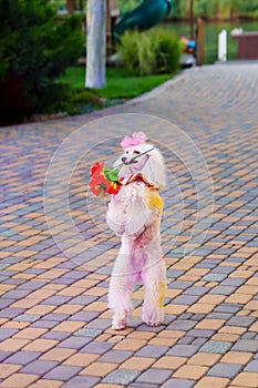 circus performance with trained dogs. entertainment for holiday.