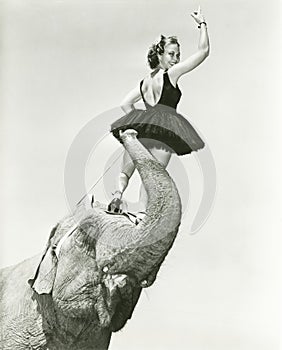 Circus performer stands on elephant's head photo