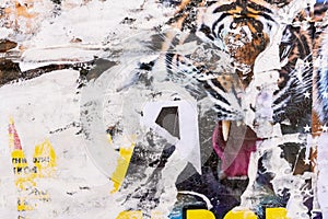 Circus poster with tiger. Old grunge ripped torn vintage collage colorful. Street posters creased crumpled paper surface placard