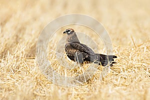 Circus pygargus on the wheat field