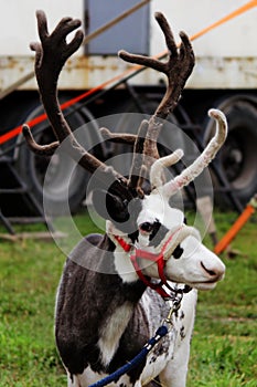 A circus reindeer Rangifer tarandus in a red bridle is tied next to a tent of a wandering circus set on a wasteland.