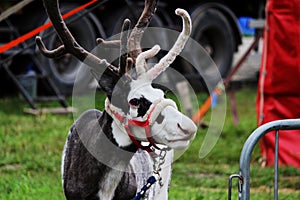 A circus reindeer Rangifer tarandus in a red bridle is tied next to a tent of a wandering circus set on a wasteland.