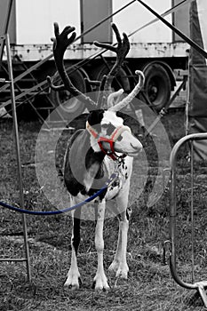 A circus reindeer Rangifer tarandus in a red bridle is tied next to a tent of a wandering circus set on a wasteland. Black and whi