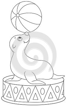 Circus seal equilibrist