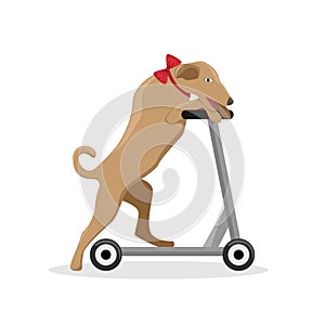 Circus trained dog on a scooter. Flat vector illustration