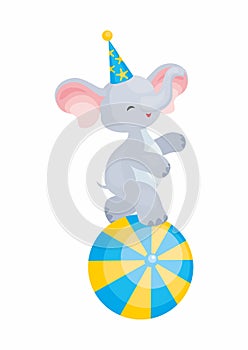 Circus trained elephant