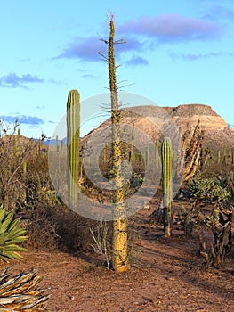 The Cirio or Boojum Tree