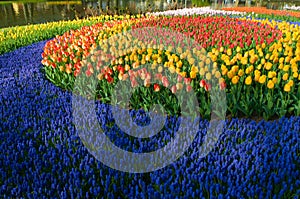 Cirkel of tulips