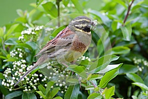 Cirl Bunting