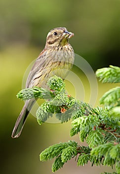 Cirl Bunting (Emberiza cirlus)