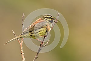 Cirl Bunting - Emberiza cirlus