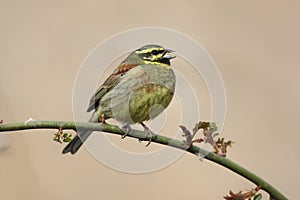 Cirl bunting, Emberiza cirlus photo