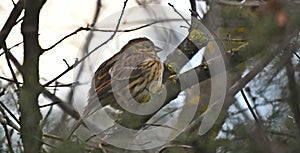 Cirl bunting, Emberiza cirlus photo