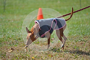 Cirneco dell enta dog on a leash. photo