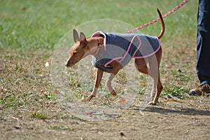 Cirneco dell enta dog on a leash. photo