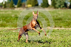Cirneco dell etna running full speed at lure coursing photo