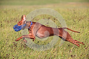 Cirneco dell etna running full speed at lure coursing photo