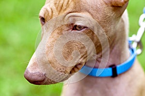 Cirneco dell`Etna, Sicilian Hound dog portrait close-up