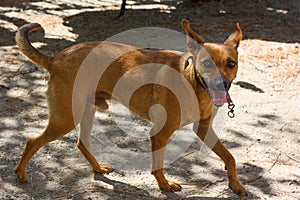 Cirneco dell`Etna, slender dog with brown cape looks with his mouth open photo