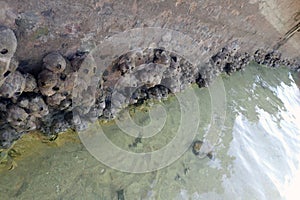 Cirripedia water animal from the Red Sea