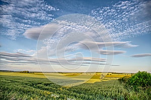 Cirro-cumulus clouds in a blue sky over the wheat field photo