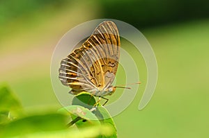 Cirrochroa sp. butterfly , butterflies of SriLanka