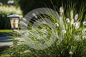 Cirrus bristles, or Pennisetum lat.Pennisetum - a genus of widespread herbaceous plants from the family of cereals Poaceae,