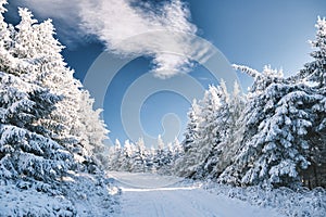 Cirrus cloud in deep blue sky over forest path. Cross-country ski trail on a snowy path in the forest.