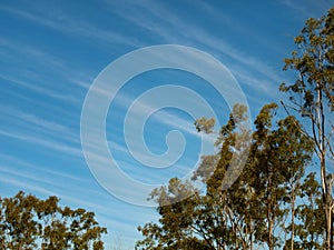 Cirrus clouds blue winter sky gum trees