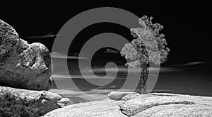 Cirrus clouds floating by lone tree on Taft Point in Yosemite National Park in California USA - black and white