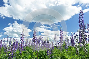 Cirrus cloudy sky above violet color lupine flowers